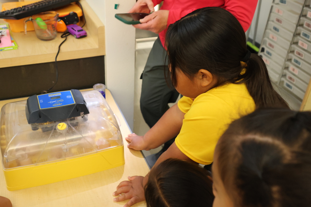 students watch baby chicks in an incubator 