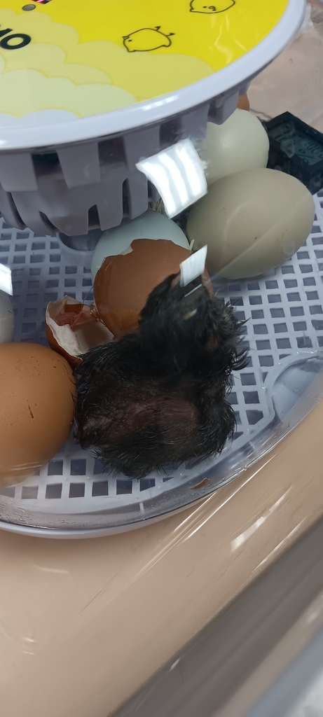 Baby chick number 1
