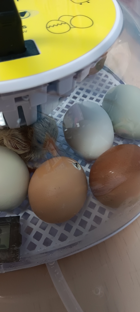Baby chick number 2