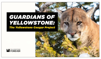 Cougar