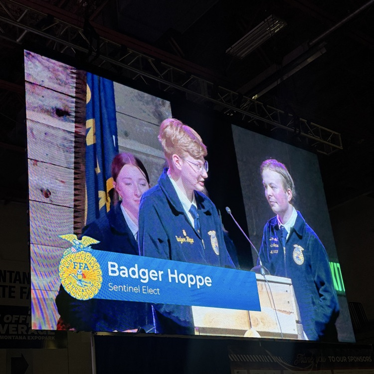 badger