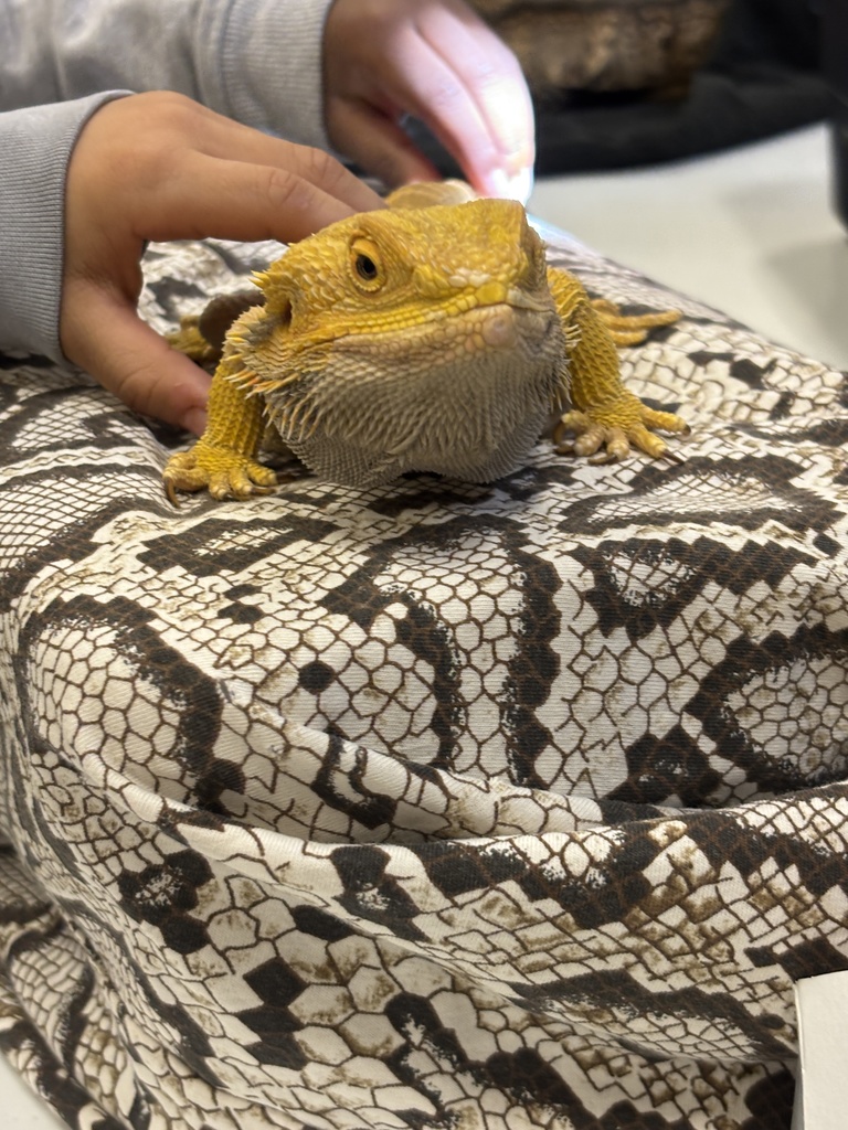 A detailed close-up of a bright yellow bearded dragon resting on a piece of fabric with a black-and-white snakeskin print. A child’s hand is gently petting the lizard’s back. The reptile is facing the camera, showing its textured, spiny scales and calm expression.