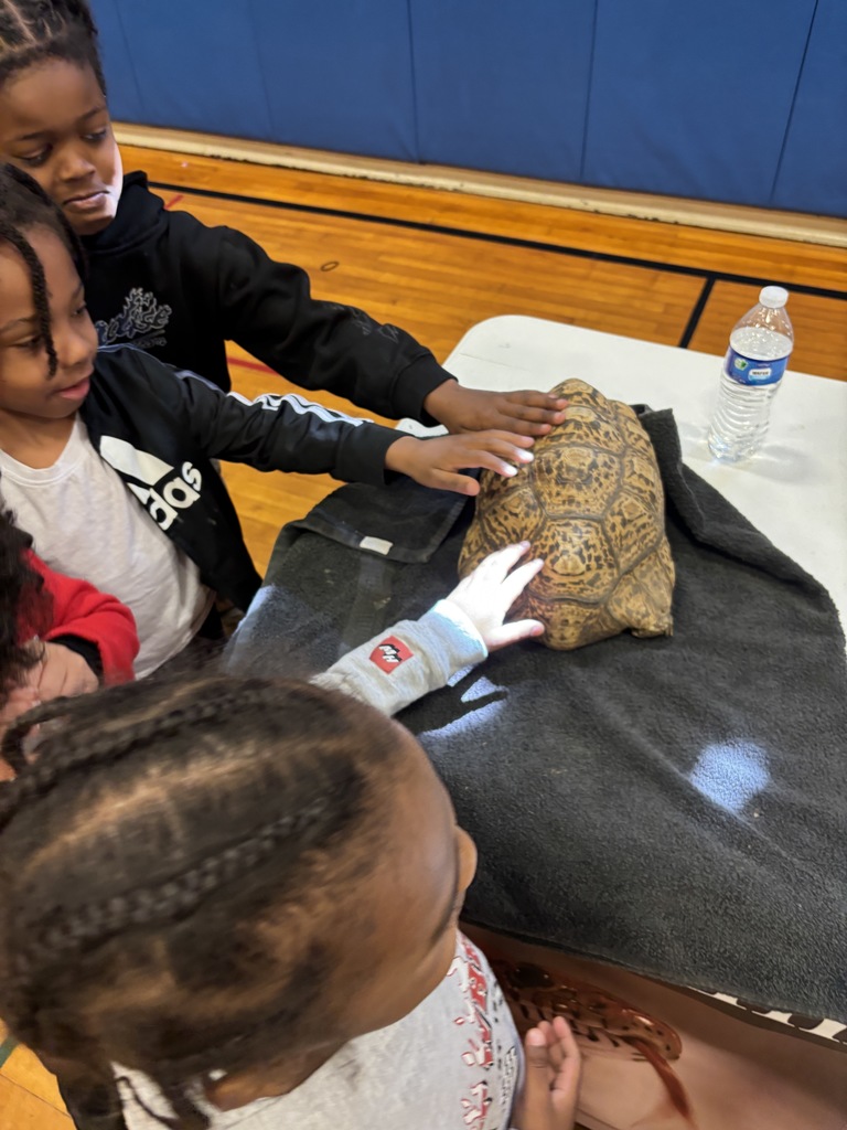 A close-up, high-angle shot showing three children with braided hair gathered around a white table in a gymnasium with polished wood floors. They are focusing intently on a large tortoise with a brown-and-tan geometric patterned shell resting on a dark gray towel. Each child has their hand gently extended to touch the shell, capturing a moment of quiet curiosity and tactile learning.