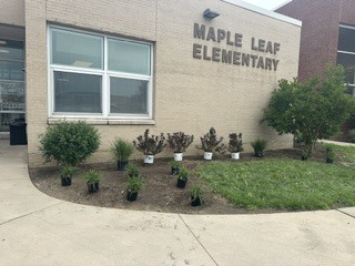 #CUIGroundsManagement #MapleLeafElementary