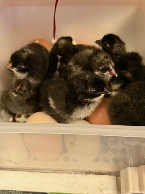 Mrs. Hunt's baby chicks