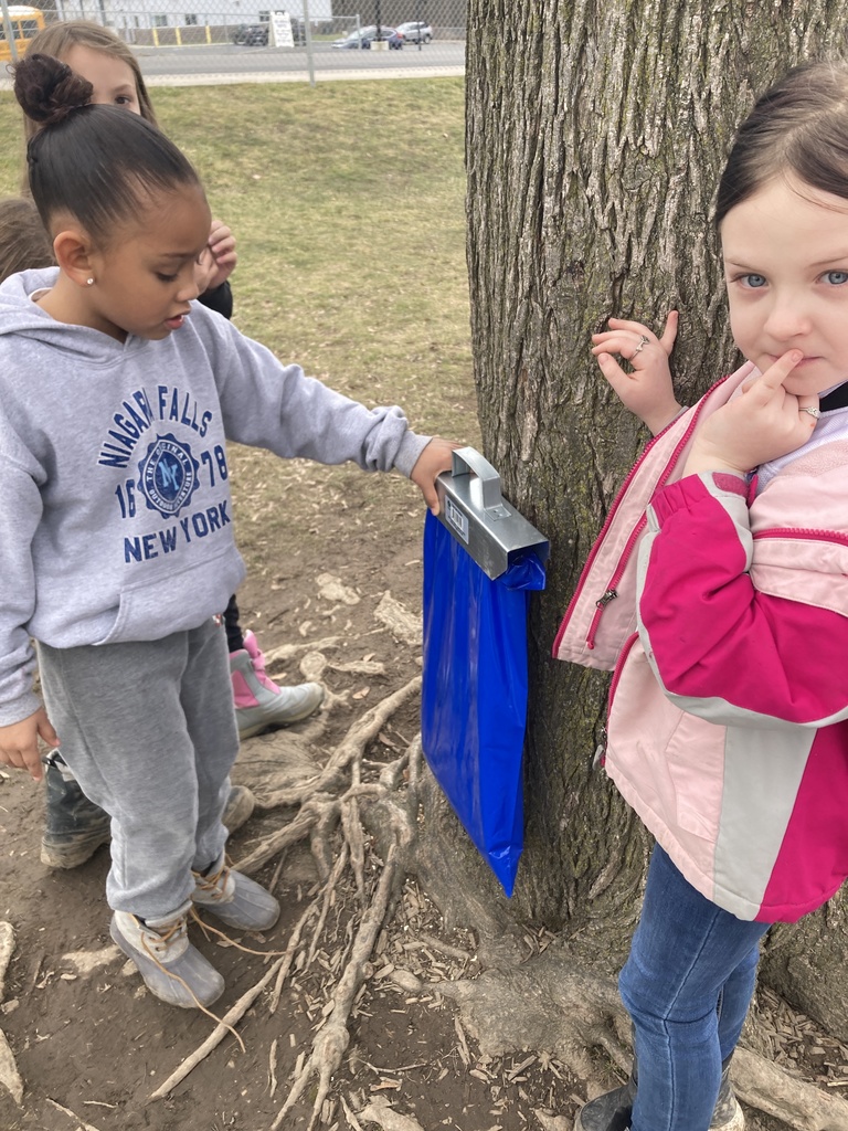 Maple Tapping