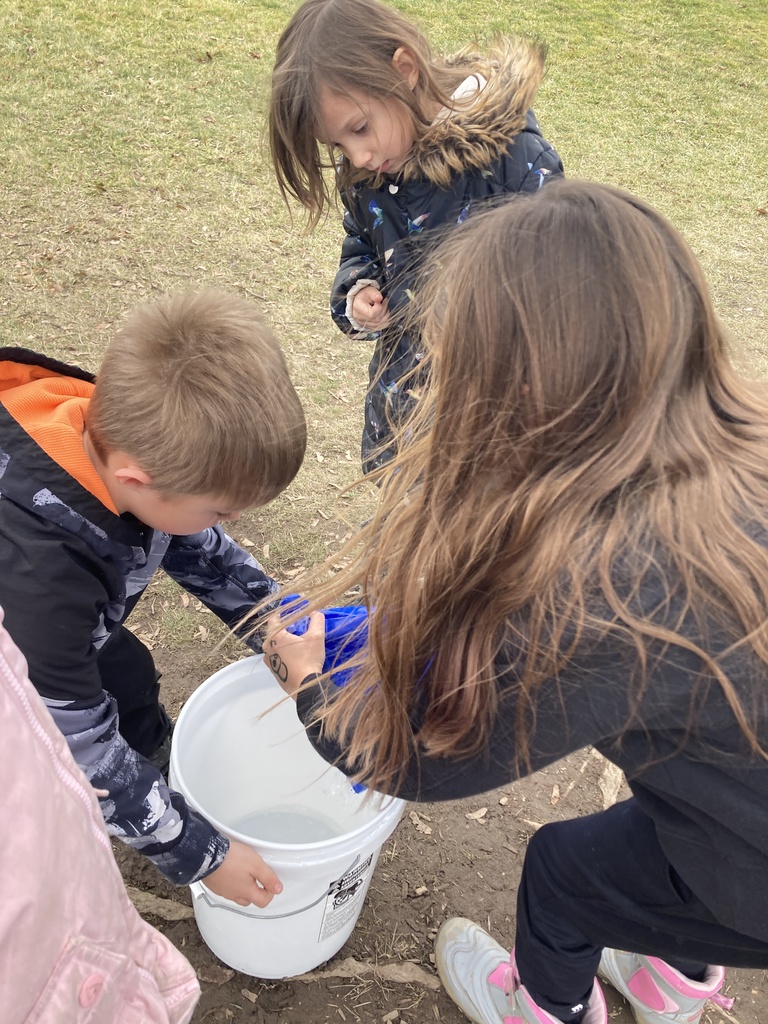 Maple Tapping