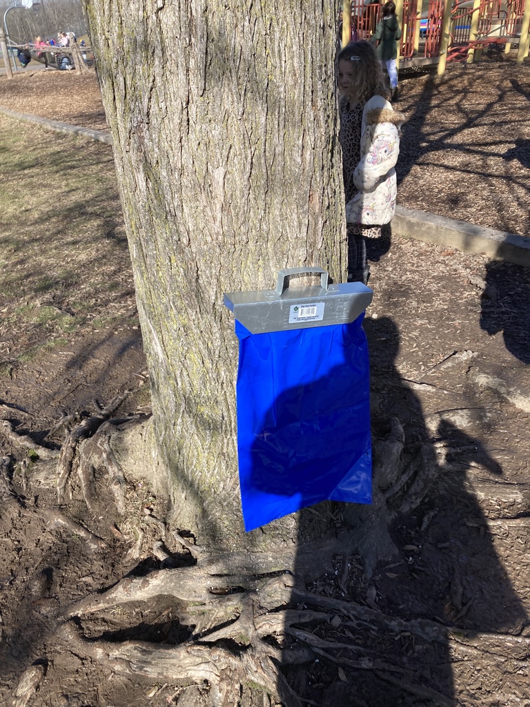 Maple Tapping