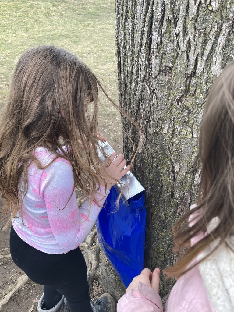 Maple Tapping
