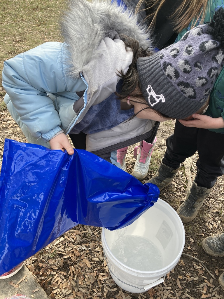 Maple Tapping