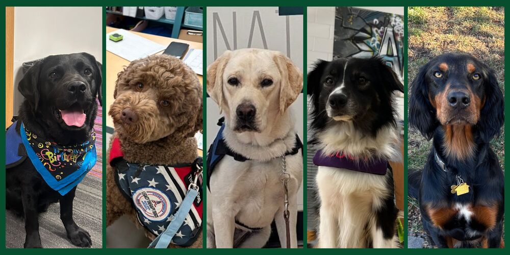 Pawsitive support: Therapy dogs making a difference in Geneseo's schools