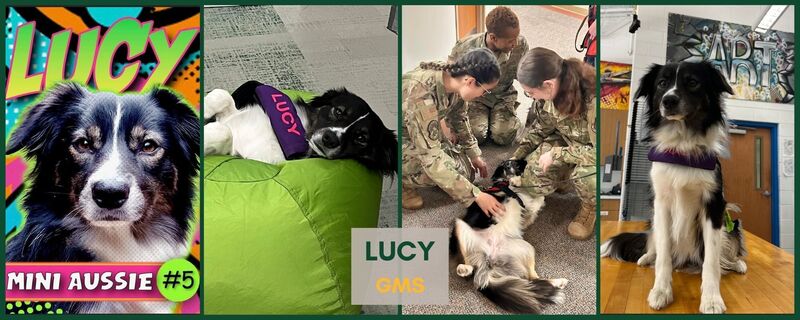 Pawsitive support: Therapy dogs making a difference in Geneseo's schools