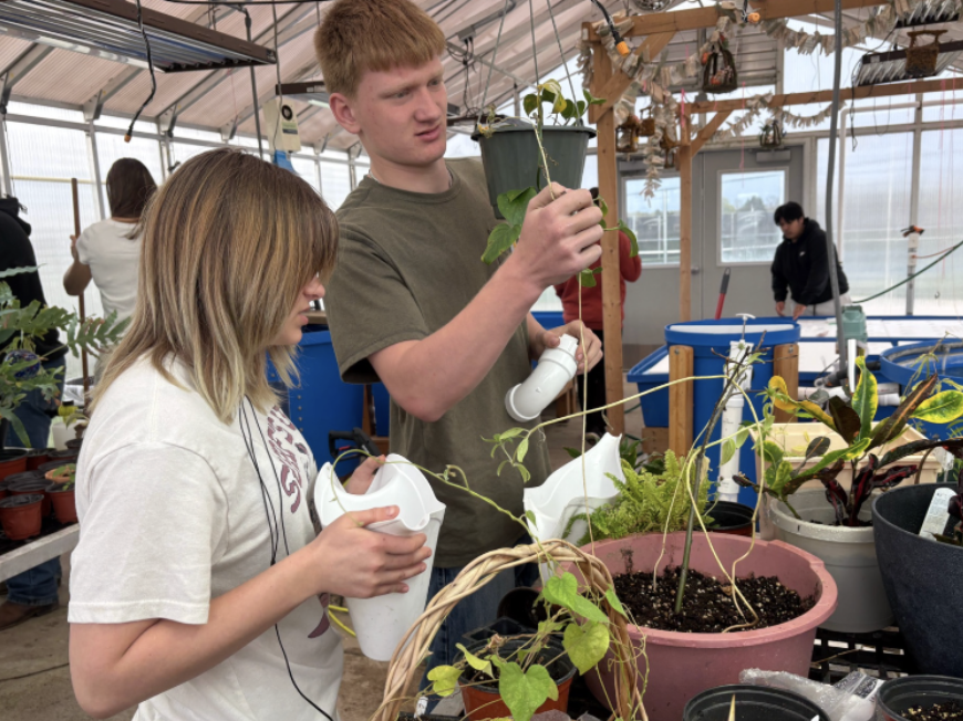 Students in the greenhouse watering the plants and feeding the fish.  