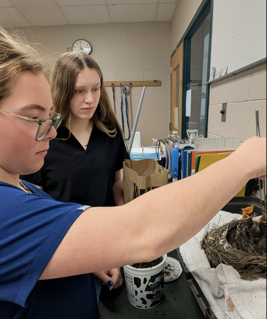 Students working together to help care for and rehabilitate young birds, carefully feeding and monitoring them as part of a hands-on animal care learning experience. They are hand feeding these baby birds.