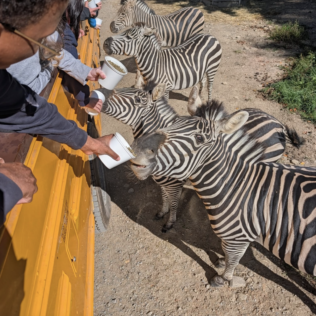 People in a vehicle feed zebras from cups on a dirt path, with several zebras standing nearby.