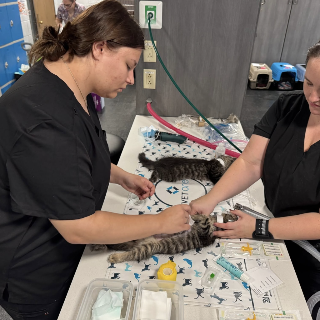 Two women in black scrubs examine a kitten on a table with medical equipment.