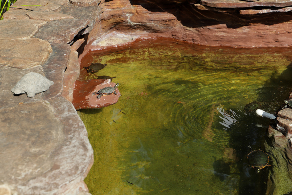 Mr. Perry's Pond