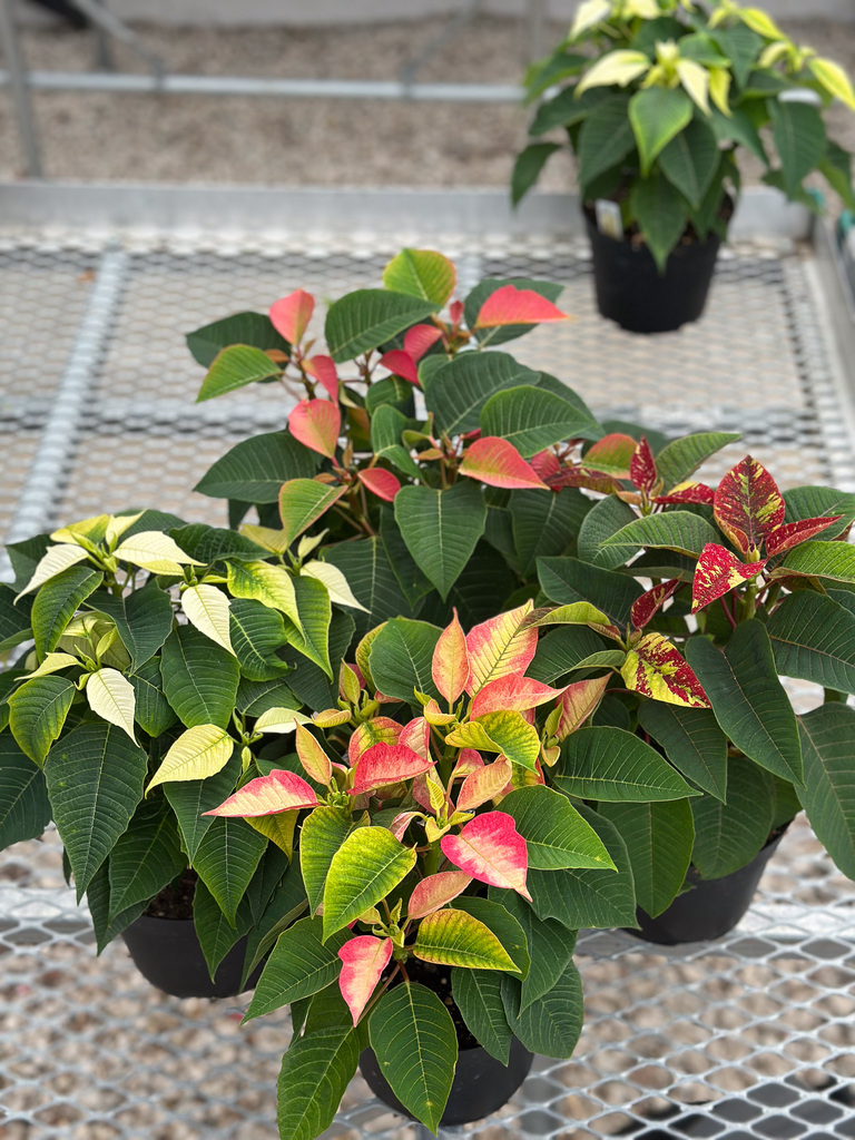 poinsettias