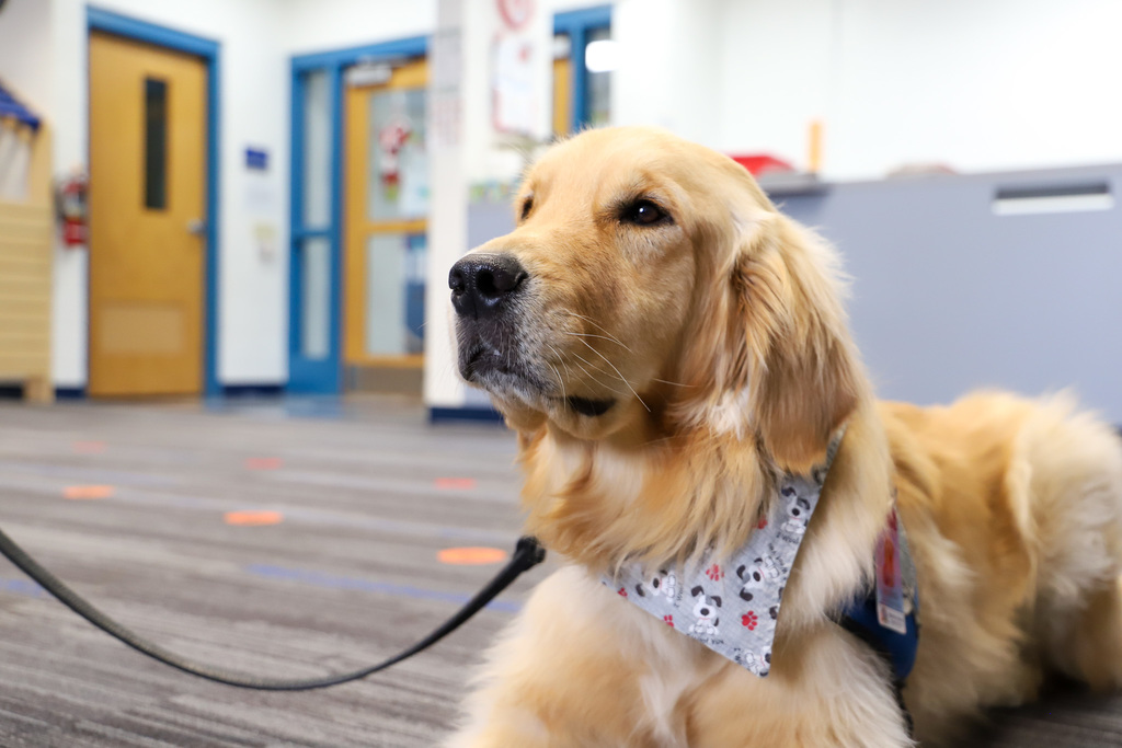 Therapy dog and students