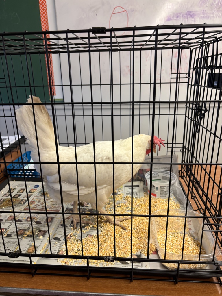 What came first, the chicken or the egg?