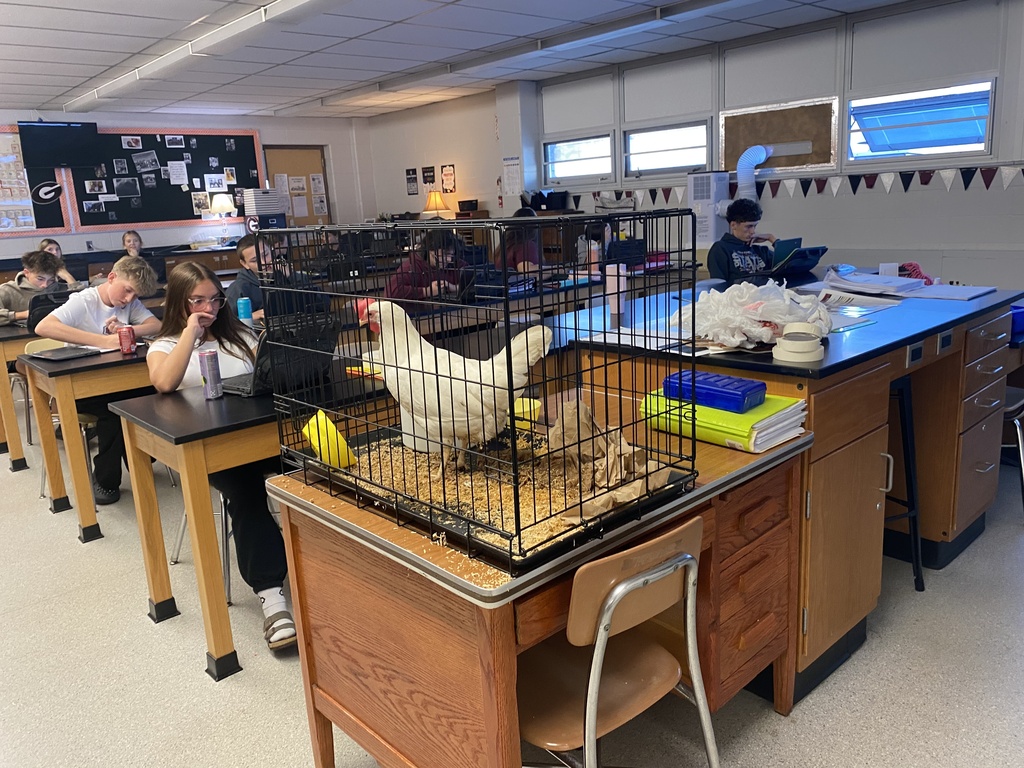 Chickens