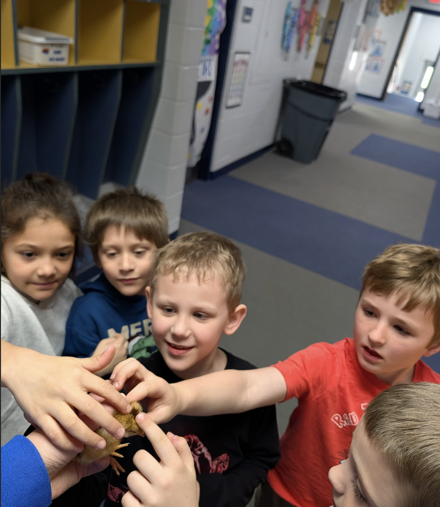 Students petting chick 2