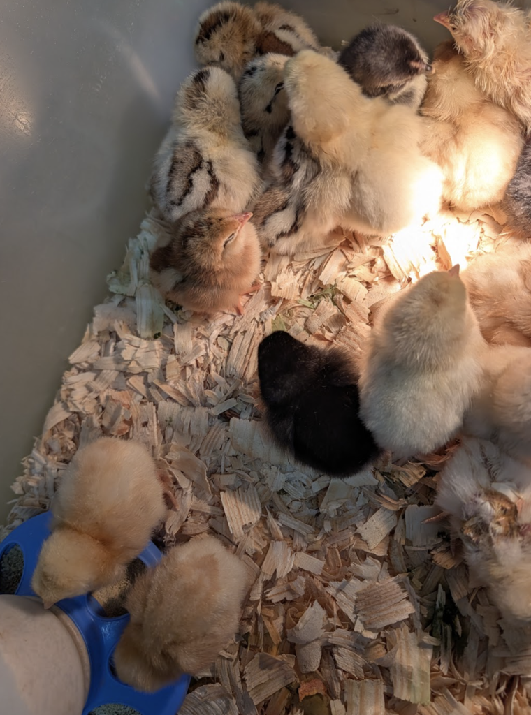 Hatched chicks