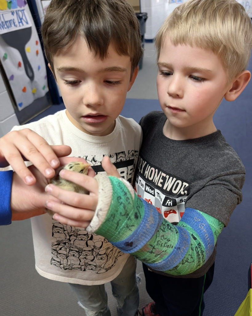 Students petting chicks 3