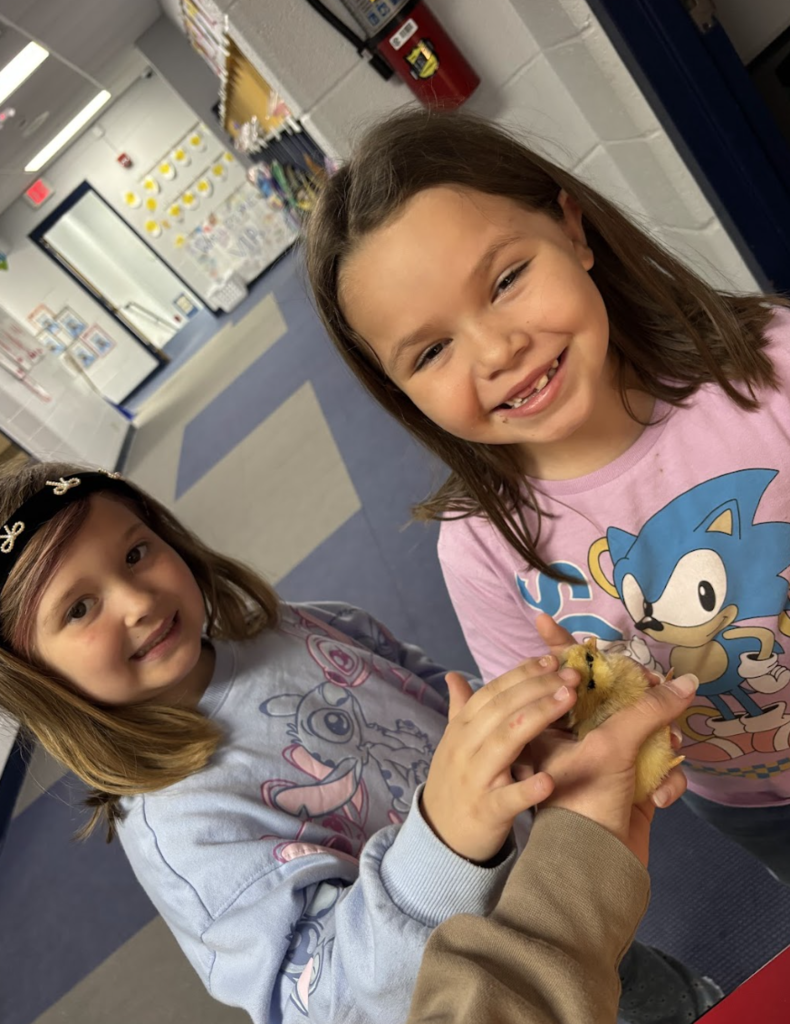 Students petting chicks