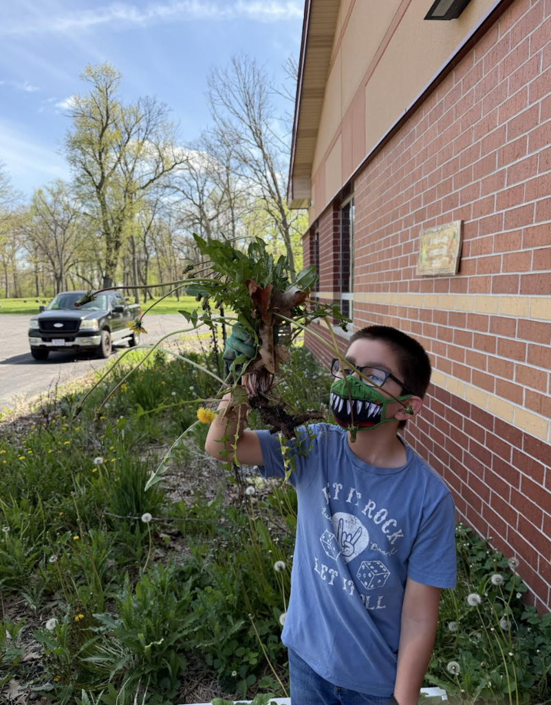 Student pulling weeds in the community garden