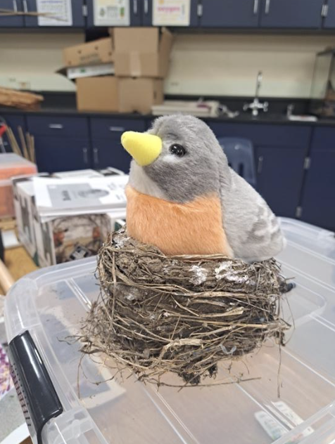 Observation of birds