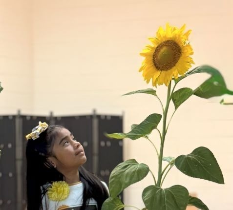 Sunflower