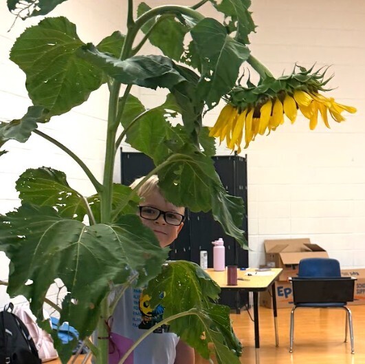 Sunflower