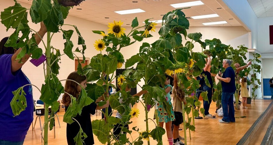 Sunflower