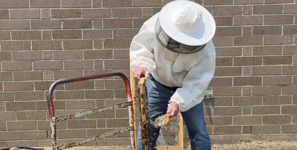 Mr. Phelps, Master Beekeeper, changing frames from the indoor bee observatory at PHESA. 