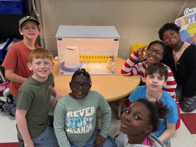 Chick hatched with students surrounding them