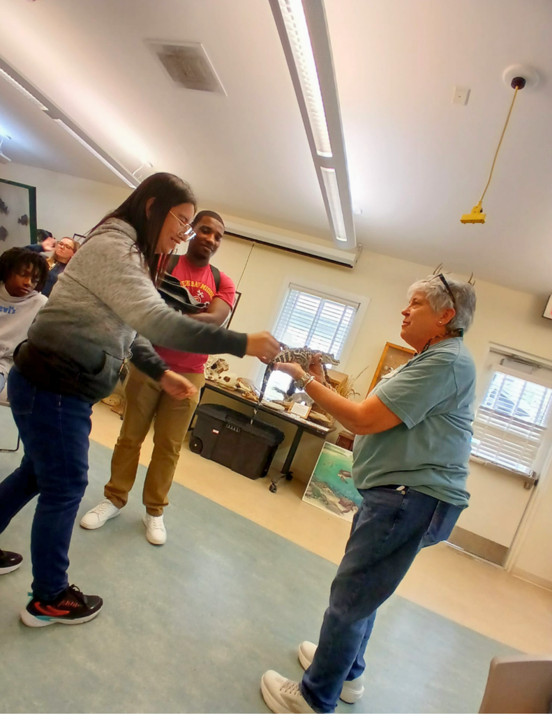 Alligator up close 2