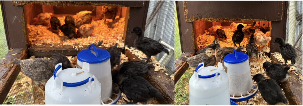 Farm Bureau is supporting PHESA Farms by providing us with baby chicks.