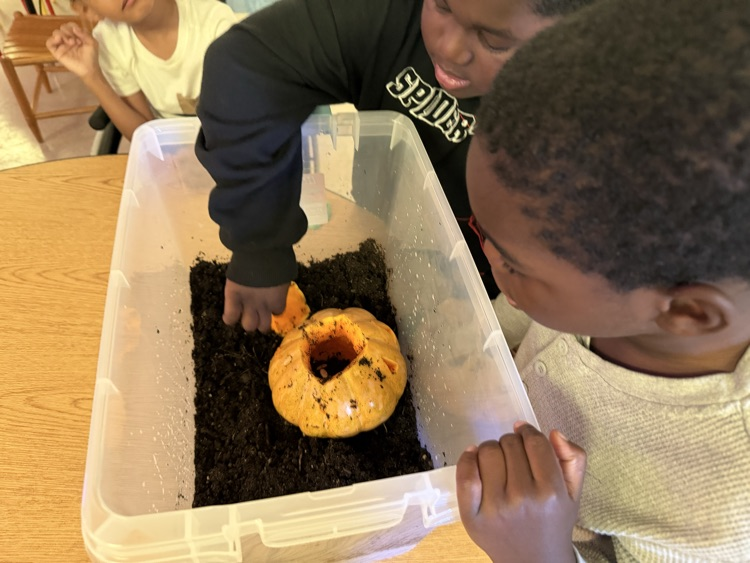 Great Pumpkin Rot