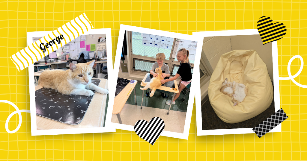 A graphic with three images of an orange cat and kids with the name "George" on it.