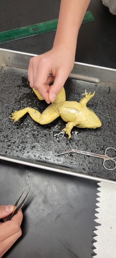 Frog Dissection 