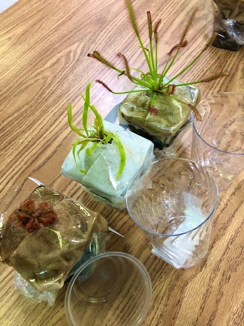 Carnivorous Plants