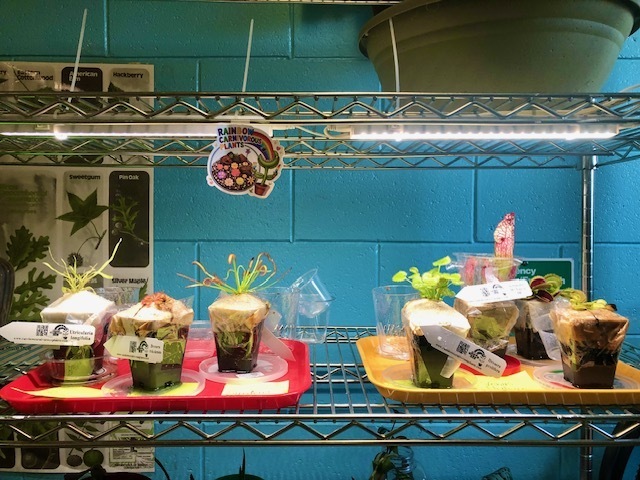Carnivorous Plants