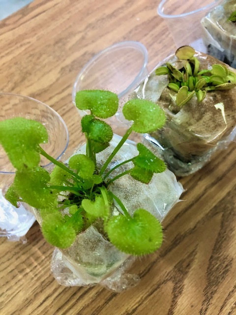 Carnivorous Plants