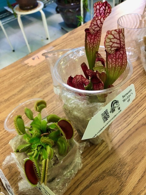 Carnivorous Plants
