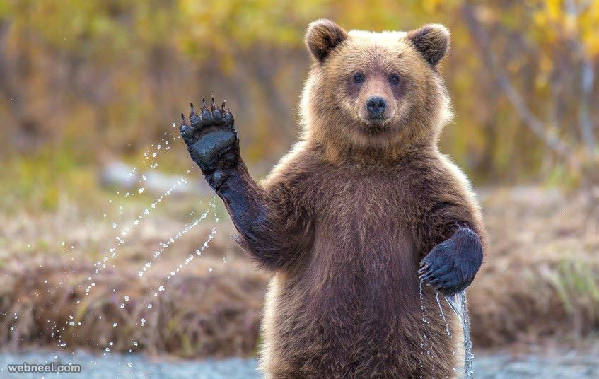 Bear Waving