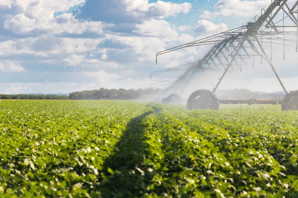 field of crops with irrigation pipe spraying