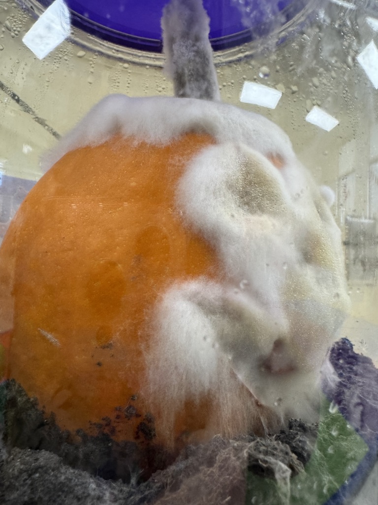 Pumpkin Jack experiment