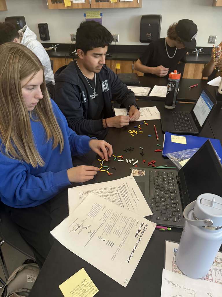 3D DNA Model activity in class
