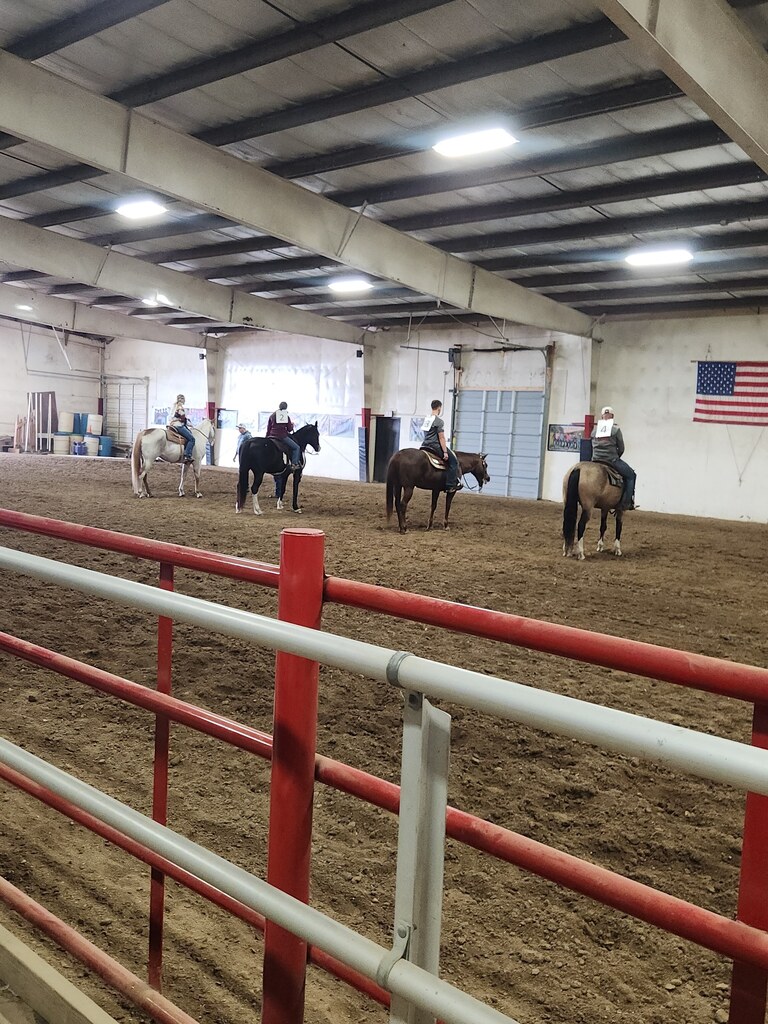 horse judging